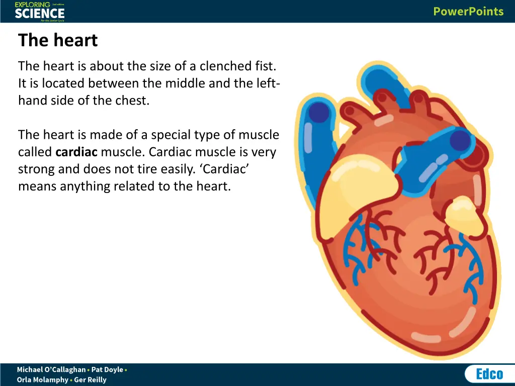 the heart