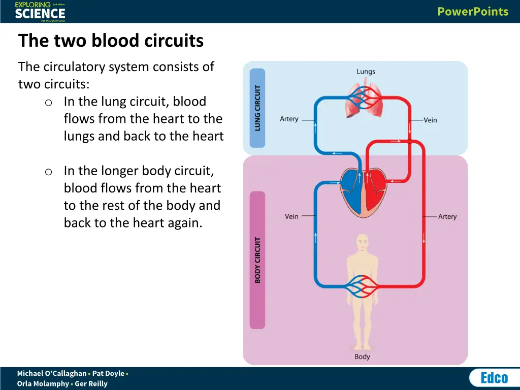 the two blood circuits