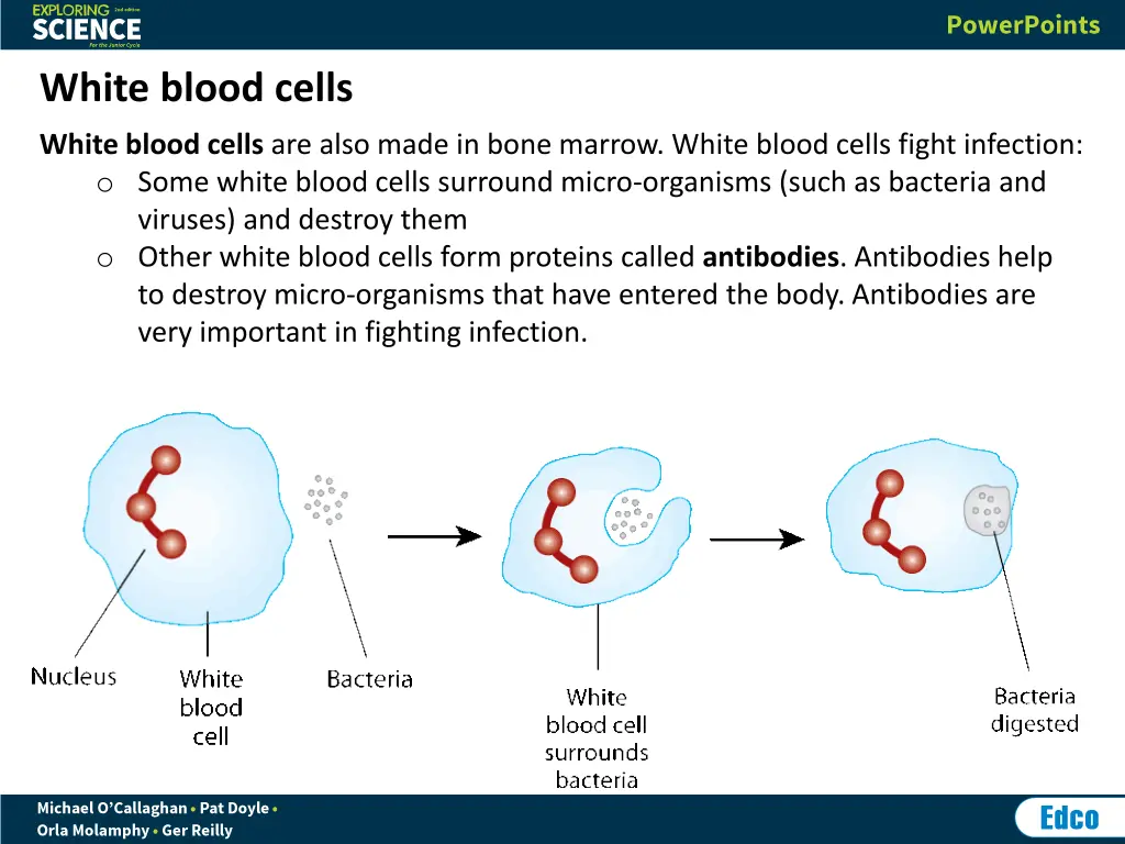 white blood cells