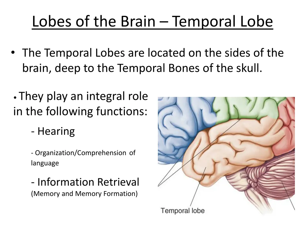 lobes of the brain temporal lobe