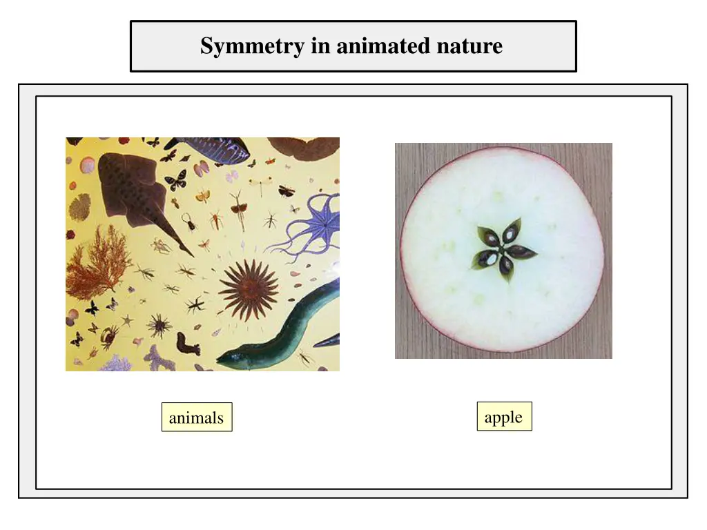 symmetry in animated nature