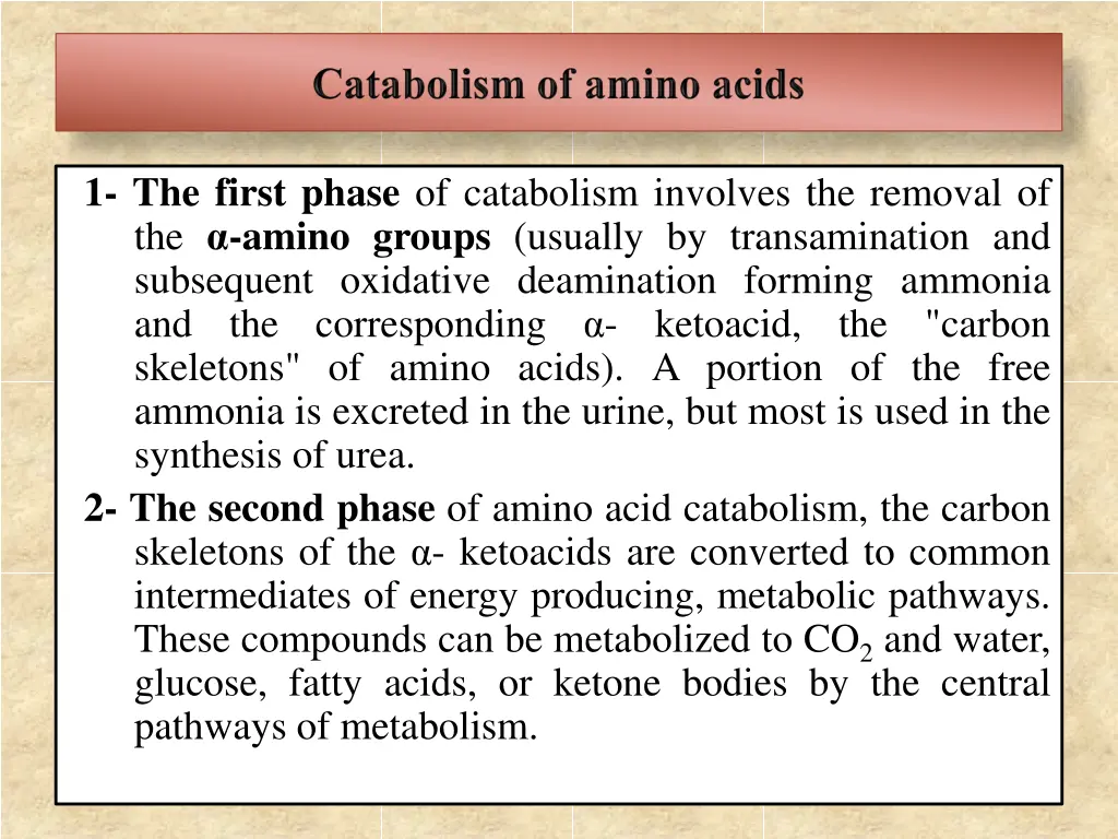 1 the first phase of catabolism involves