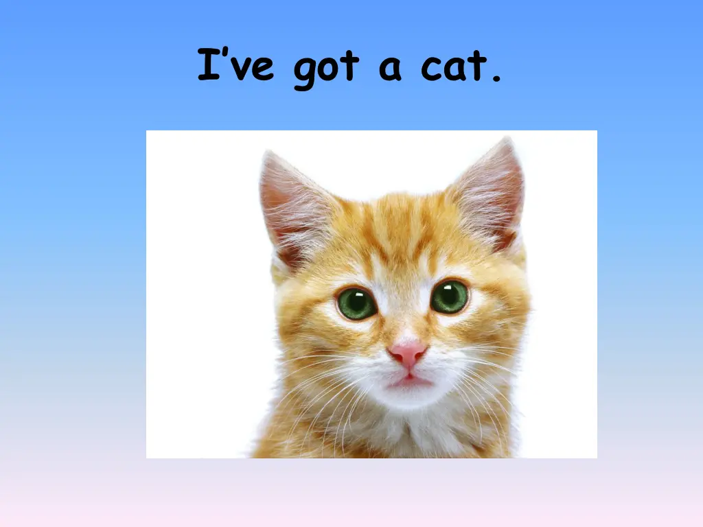 i ve got a cat