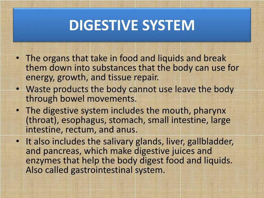 digestive system 1