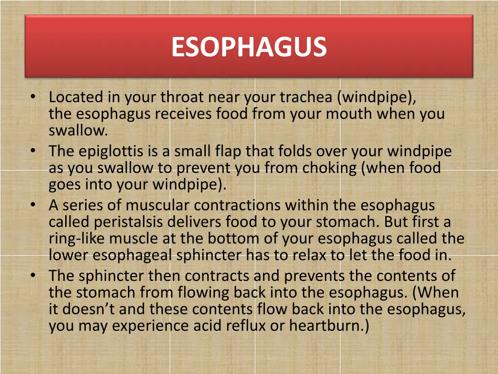 esophagus