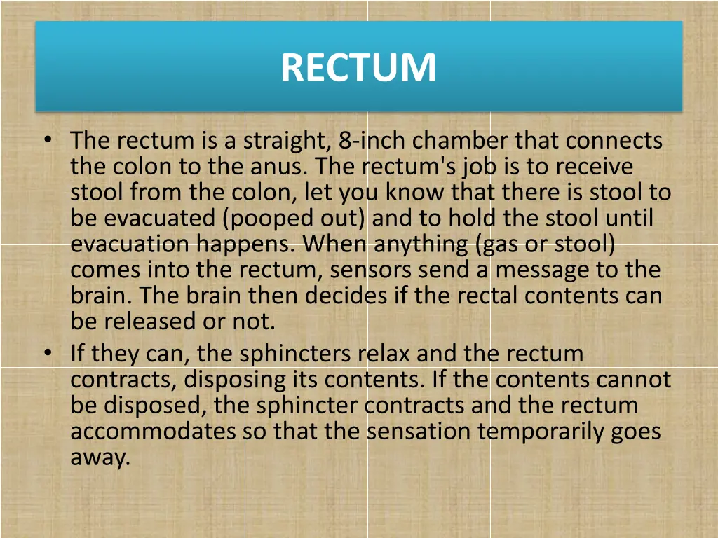 rectum