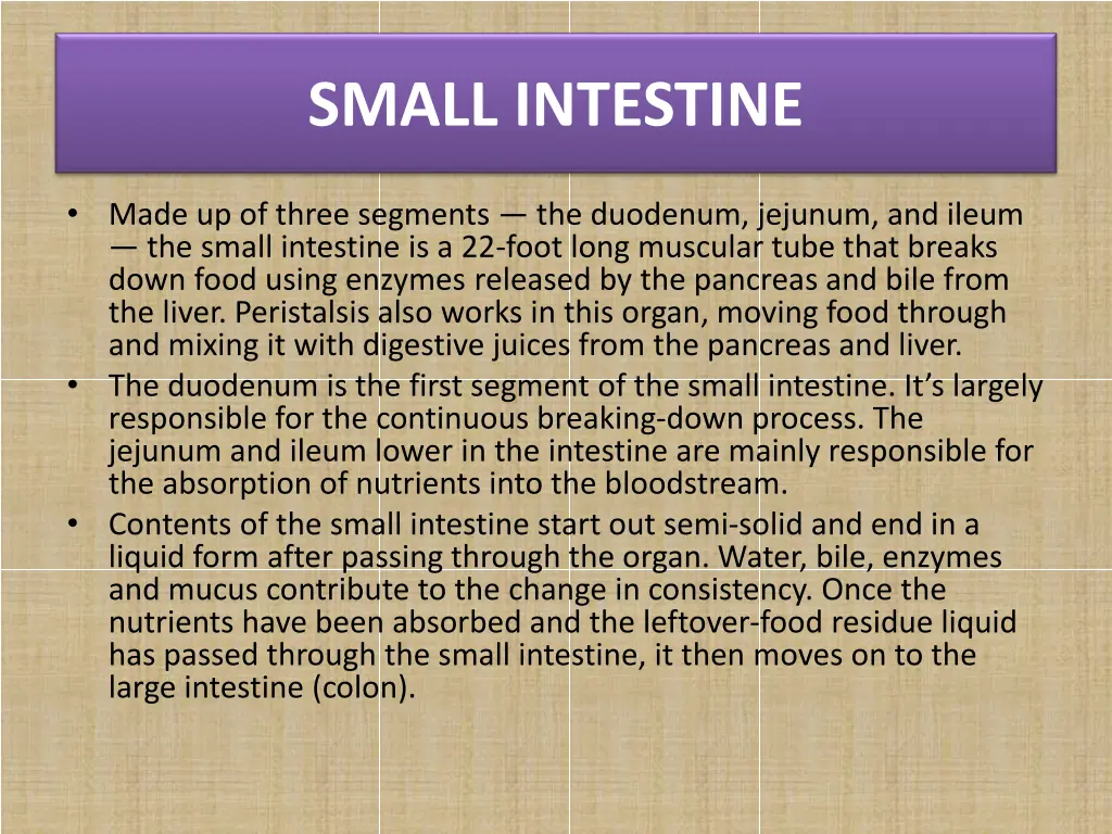 small intestine