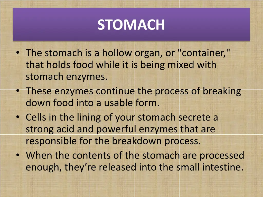 stomach