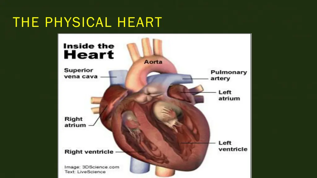 the physical heart