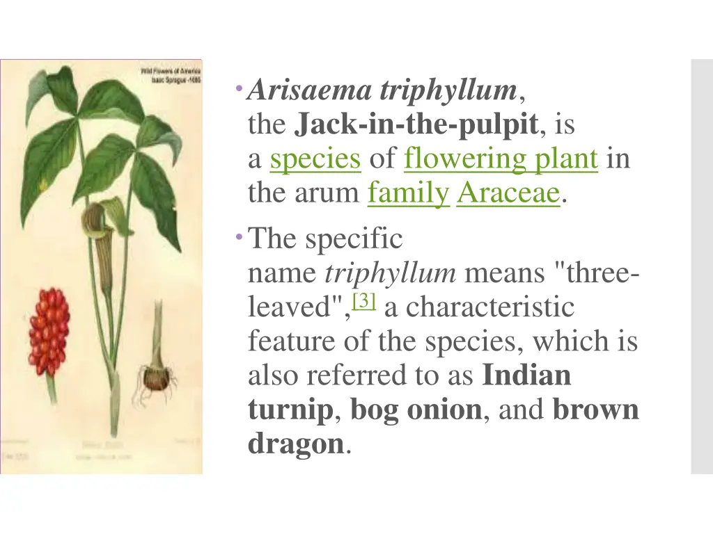 arisaema triphyllum the jack in the pulpit