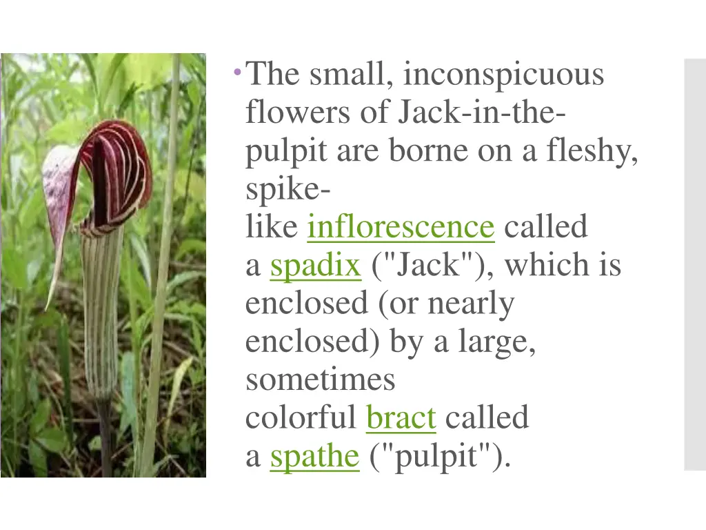 the small inconspicuous flowers of jack