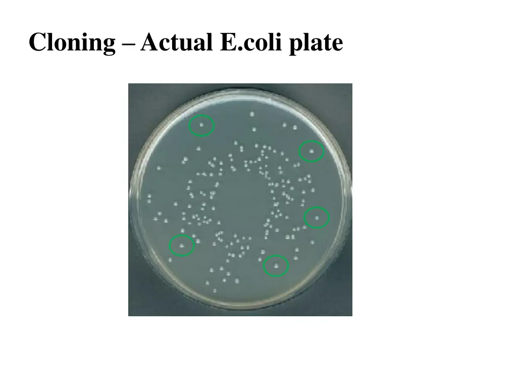 cloning actual e coli plate 1