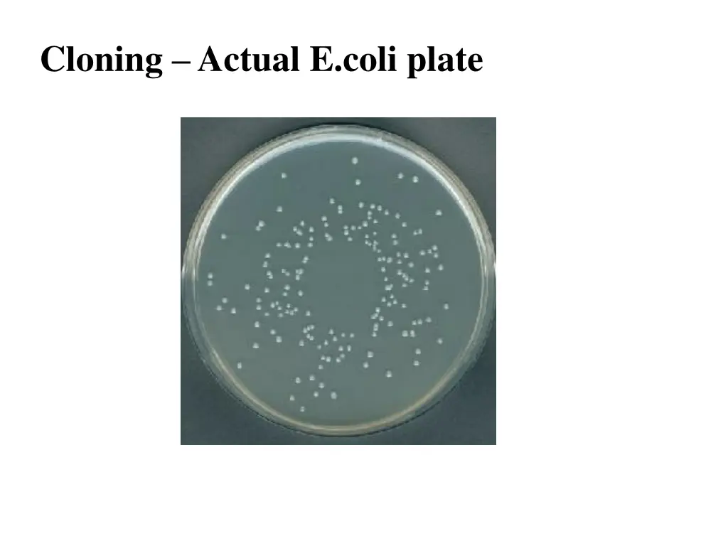 cloning actual e coli plate