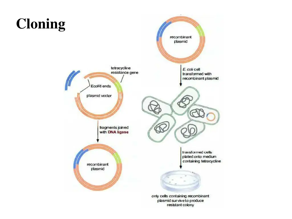 cloning