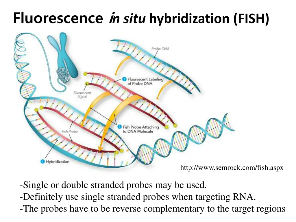 fluorescence i n situ hybridization fish