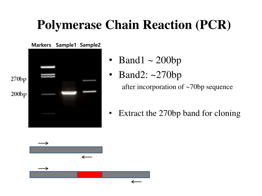 polymerase chain reaction pcr 2