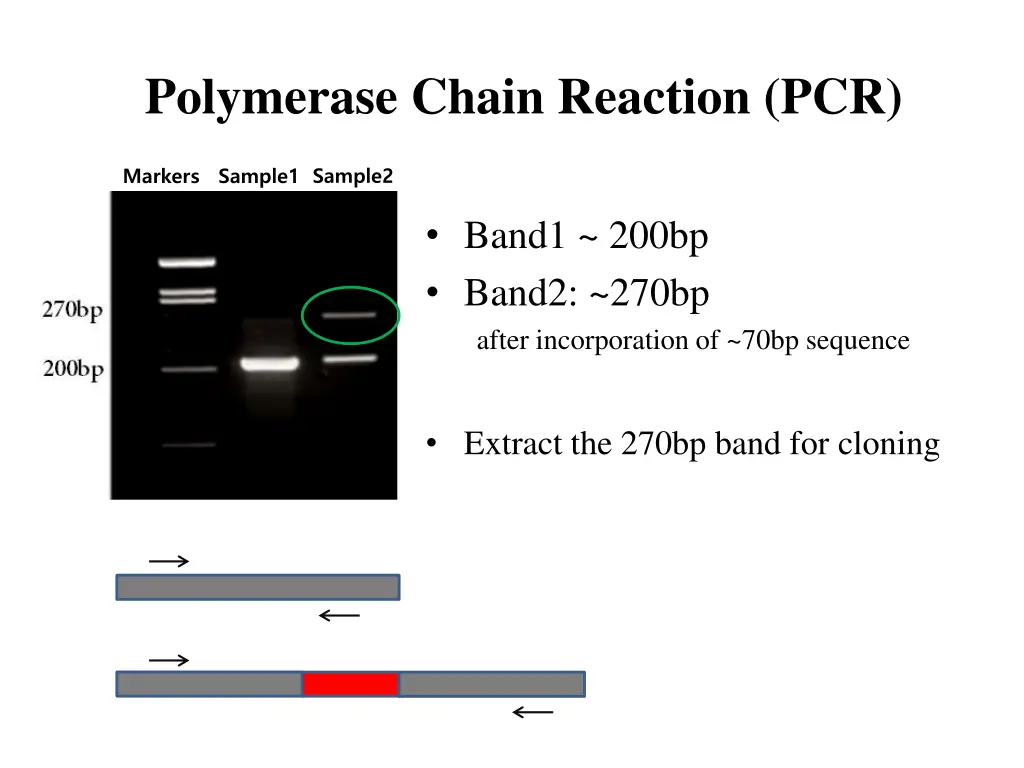 polymerase chain reaction pcr 3