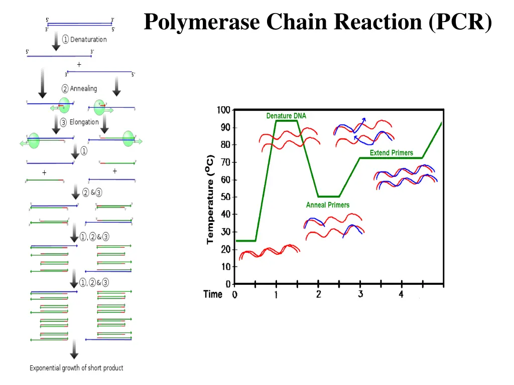 polymerase chain reaction pcr