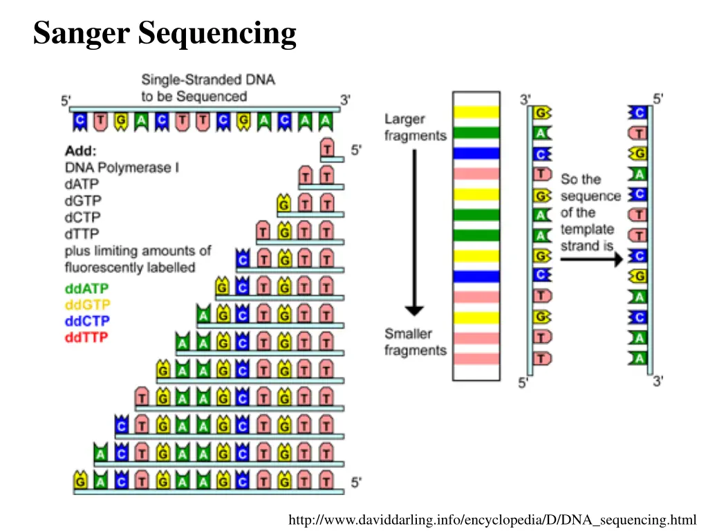 sanger sequencing