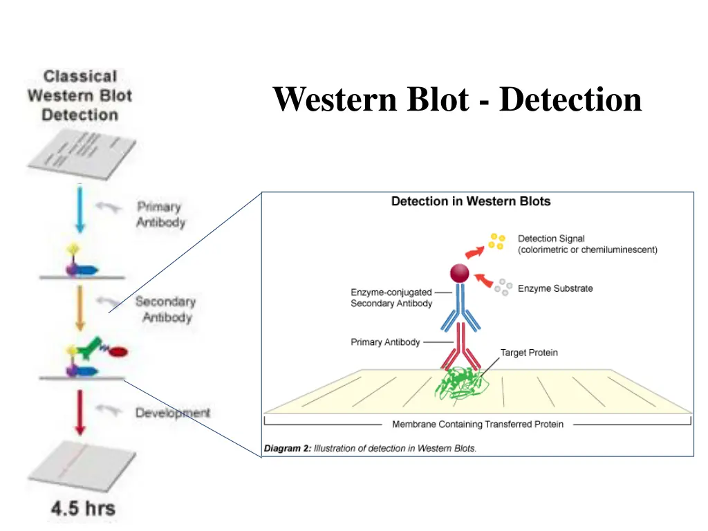 western blot detection