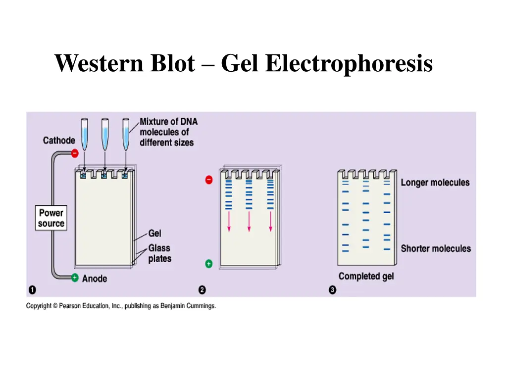 western blot gel electrophoresis