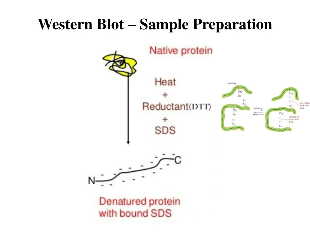 western blot sample preparation