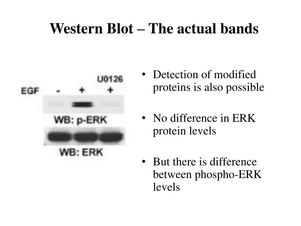 western blot the actual bands 1