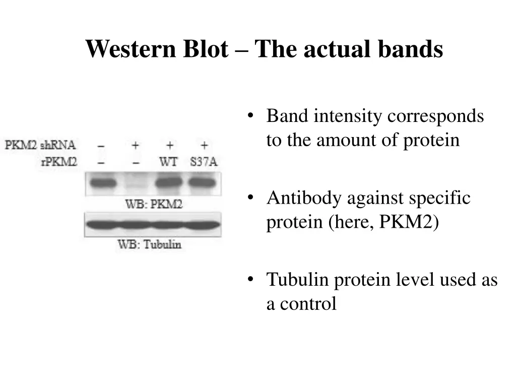 western blot the actual bands