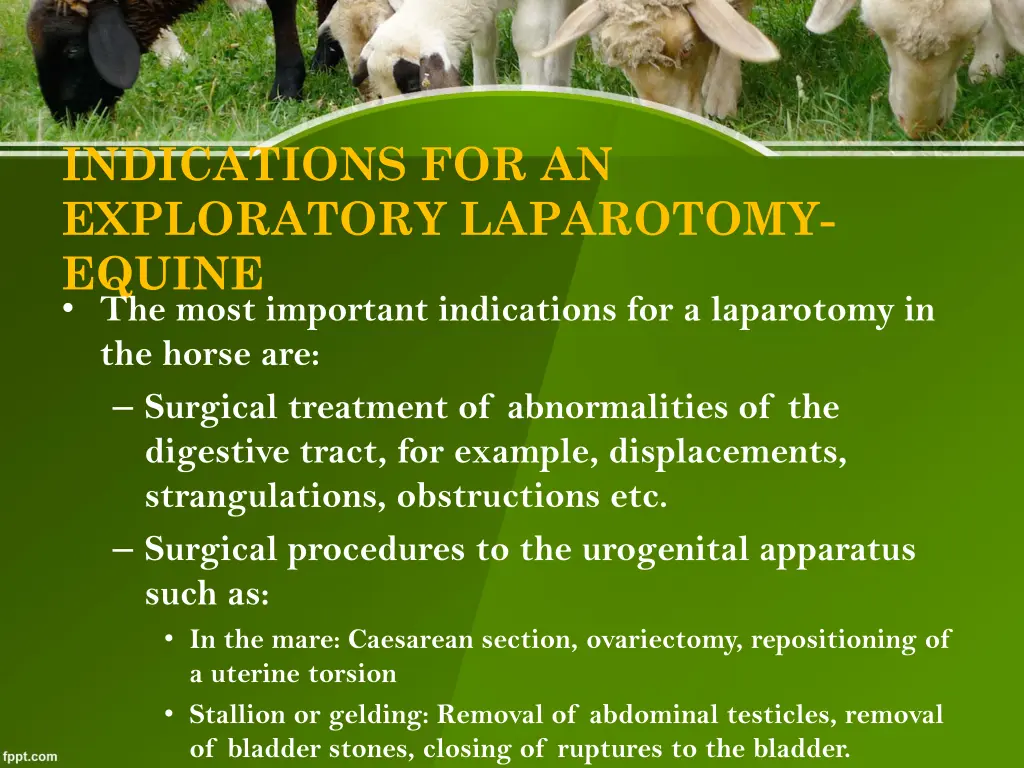 indications for an exploratory laparotomy equine