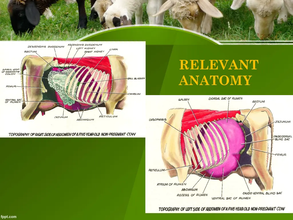 relevant anatomy 1