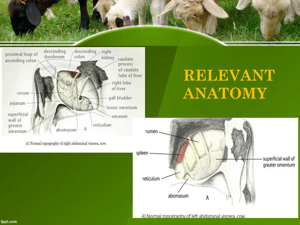 relevant anatomy 2