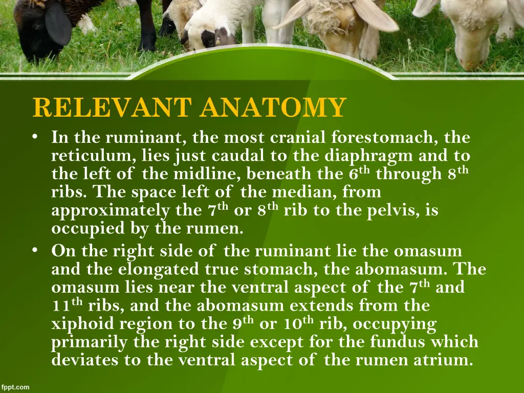 relevant anatomy in the ruminant the most cranial