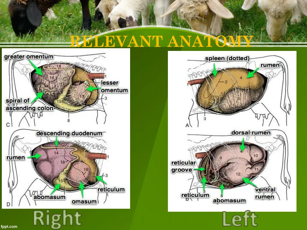 relevant anatomy