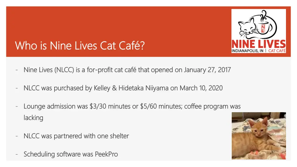 who is nine lives cat caf who is nine lives