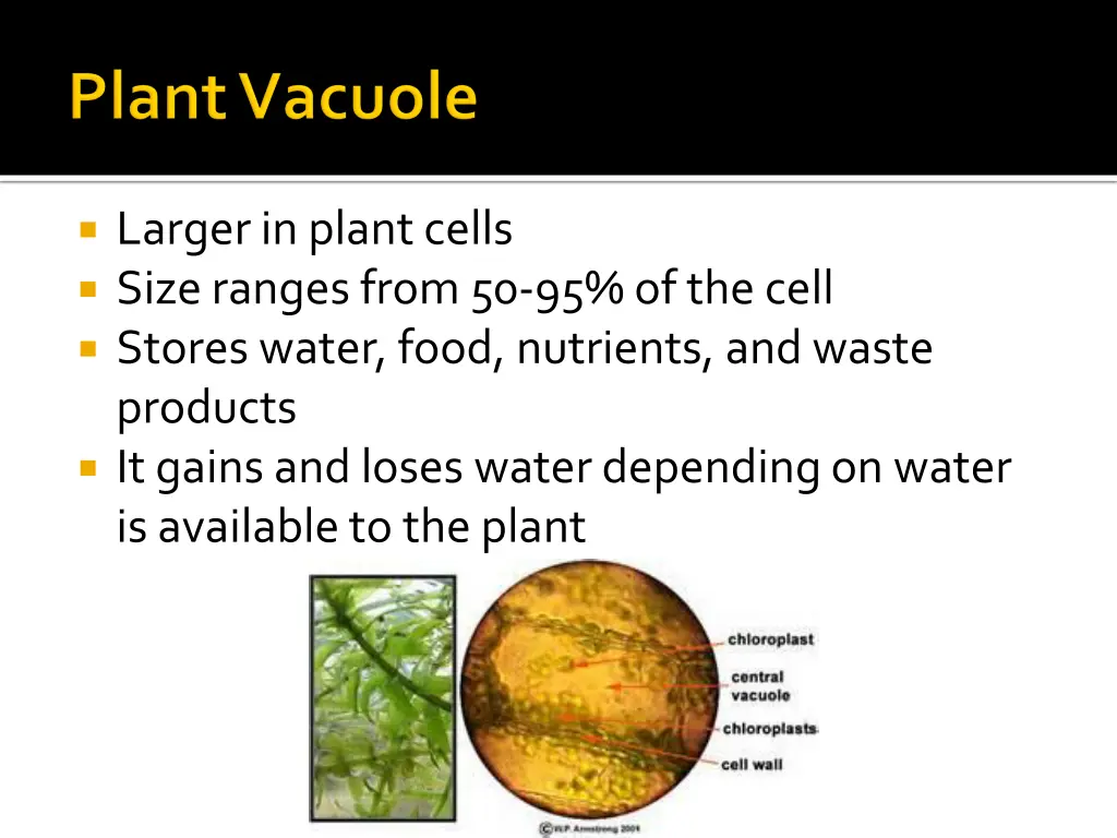 larger in plant cells size ranges from