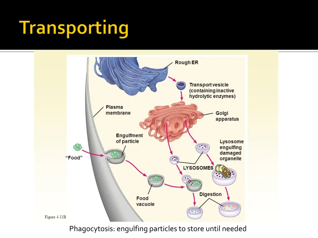 phagocytosis engulfing particles to store until