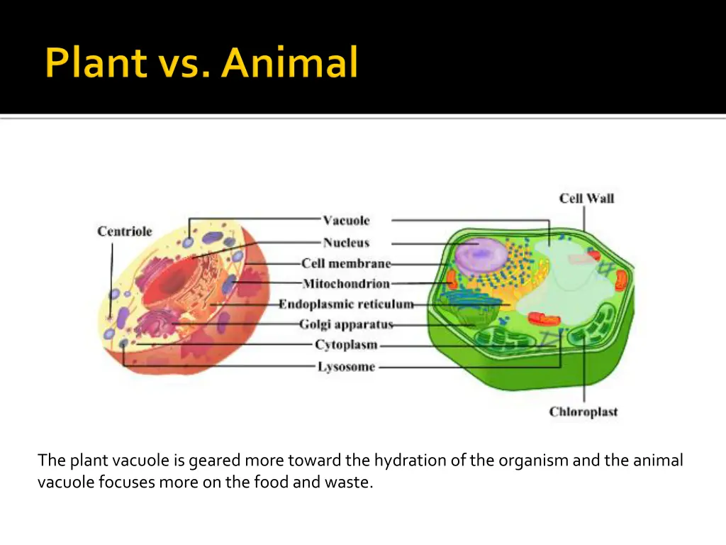 the plant vacuole is geared more toward
