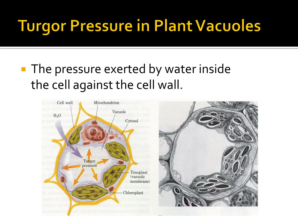 thepressure exerted bywaterinside thecellagainst