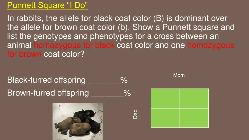 punnett square i do in rabbits the allele