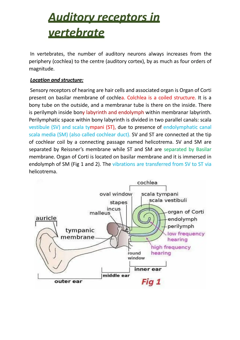 auditory receptors in vertebrate