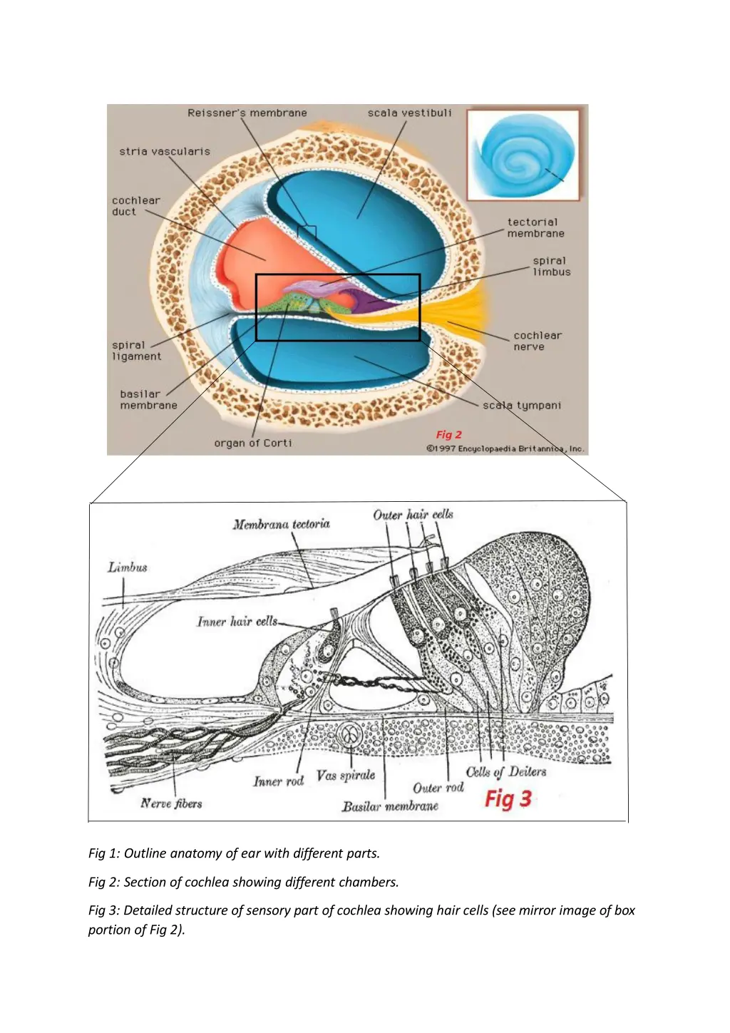 fig 1 outline anatomy of ear with different parts