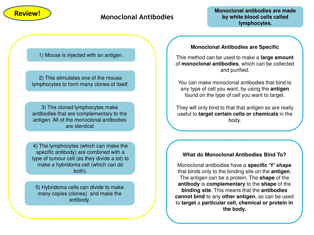 monoclonal antibodies are made by white blood