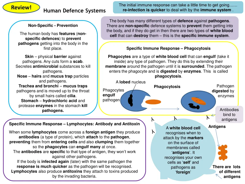the initial immune response can take a little