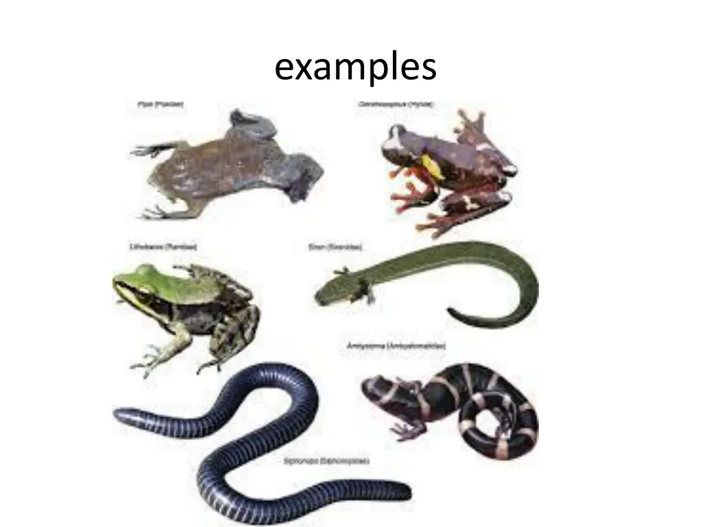 examples