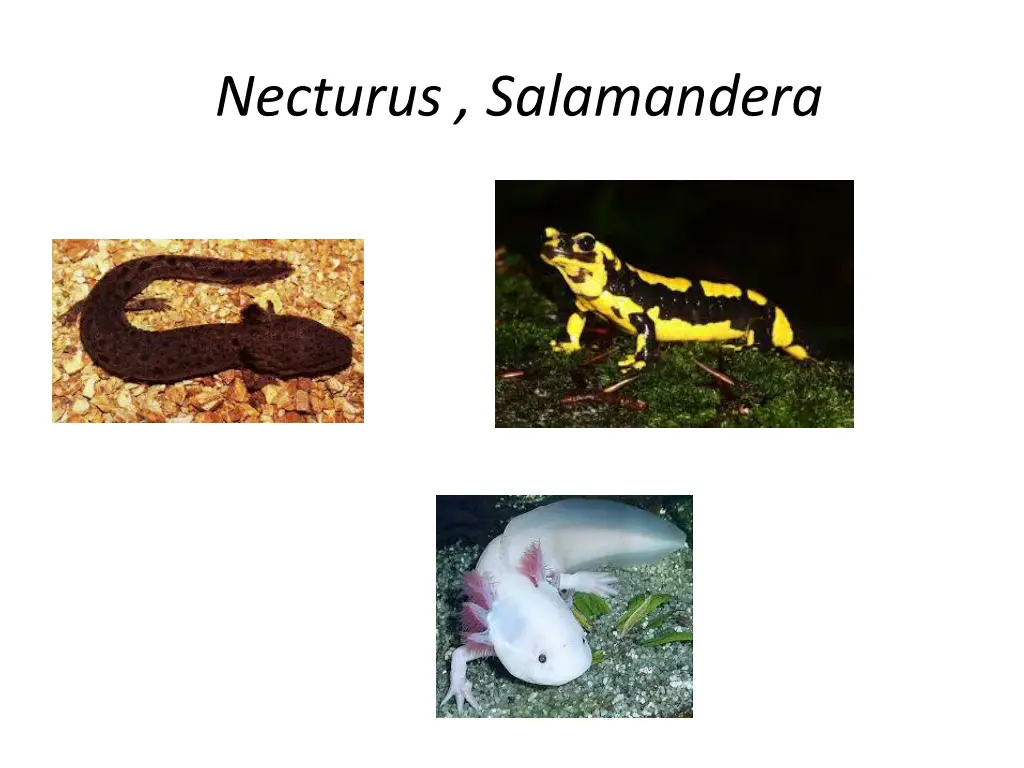 necturus salamandera