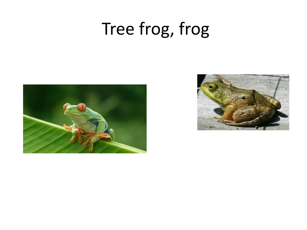 tree frog frog