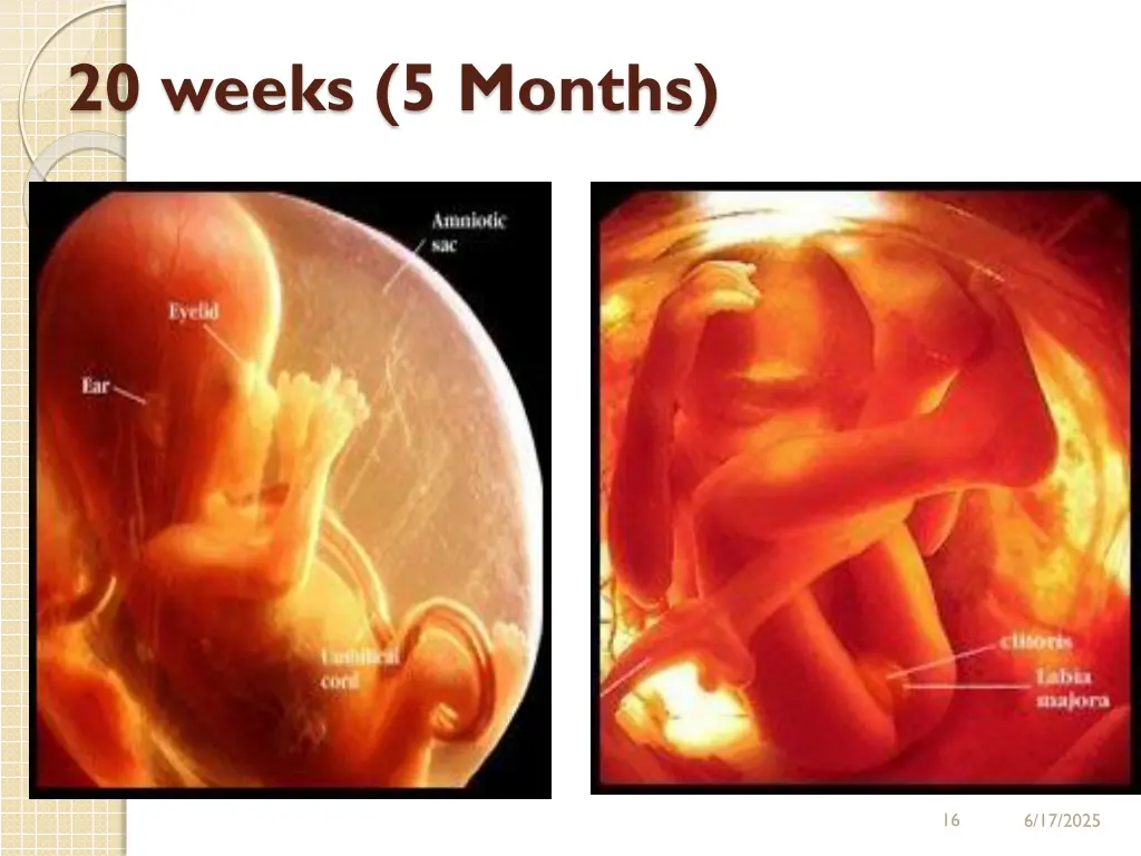 20 weeks 5 months