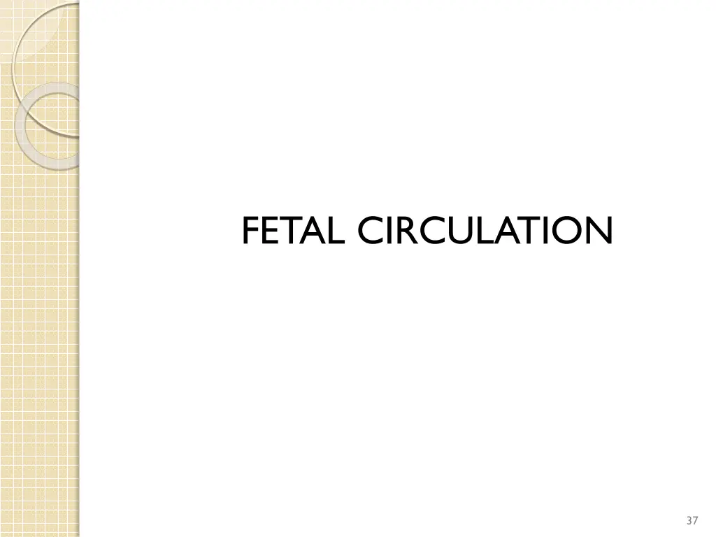 fetal circulation