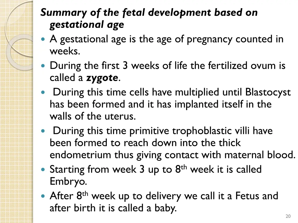 summary of the fetal development based
