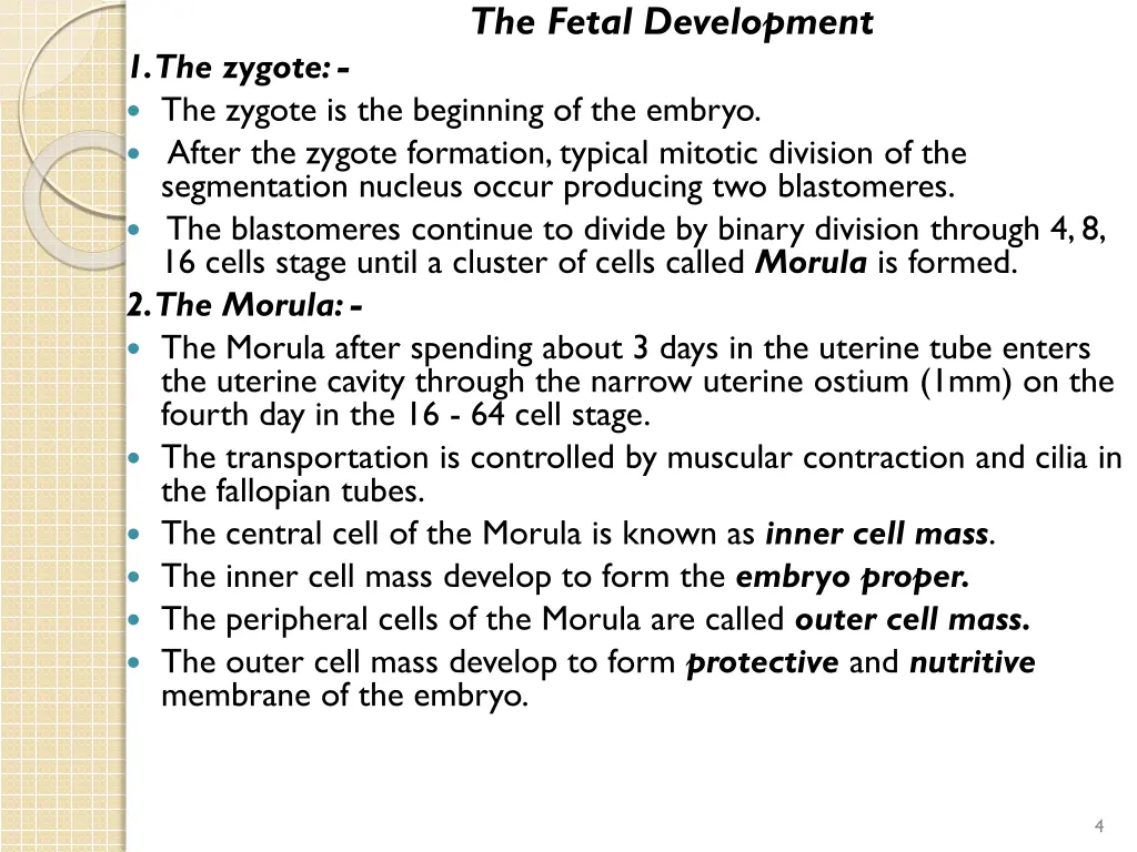 the fetal development